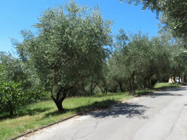 Siena, İtalya - zeytin aka Olea Europaea ağaçları, zeytin yağı üretimi için saç ekimi