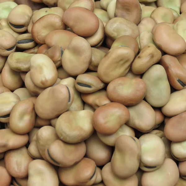 Broad Beans Vicia Faba Legumes Close Fundo — Fotografia de Stock