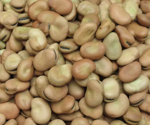 Frijoles Anchos Vicia Faba Legumbres Primer Plano Fondo — Foto de Stock