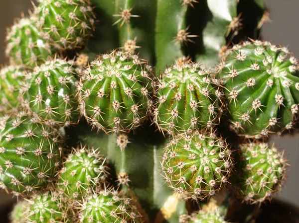 Kaktus fett växt — Stockfoto
