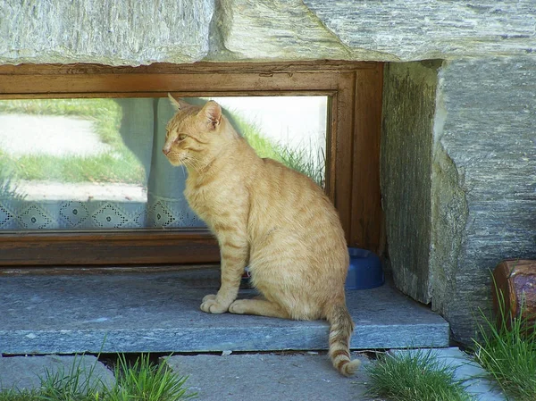 Rojo Naranja Tabby Gato Una Ventana —  Fotos de Stock