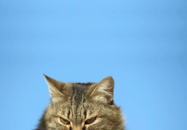 Gato Curioso Mirando Hacia Abajo Contra Cielo Azul —  Fotos de Stock