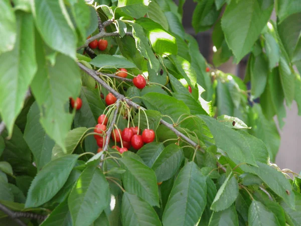 Kiraz Ağacı Aka Prunus Ile Kırmızı Kiraz — Stok fotoğraf