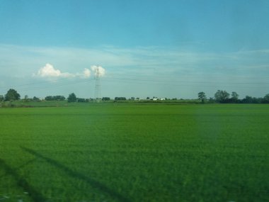 perspektif bir yeşil alan peyzaj bitki ve ağaçlar ile