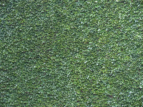 karanlık Ivy arka plan olarak yararlı bırakır