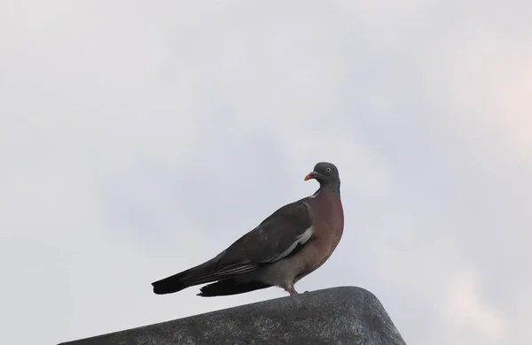 Common Wood Pigeon Columba Palumbus Bird Animal — Stock Photo, Image