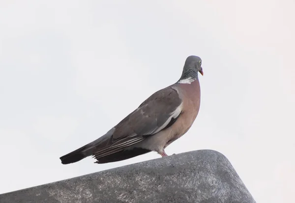 common wood pigeon (Columba palumbus) bird animal