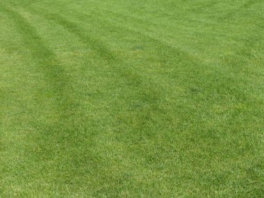 yeşil çayır çimenleri arka plan olarak kullanışlıdır