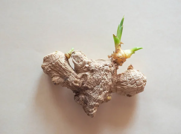 生姜根 蔬菜素食和纯素食品的发芽 — 图库照片