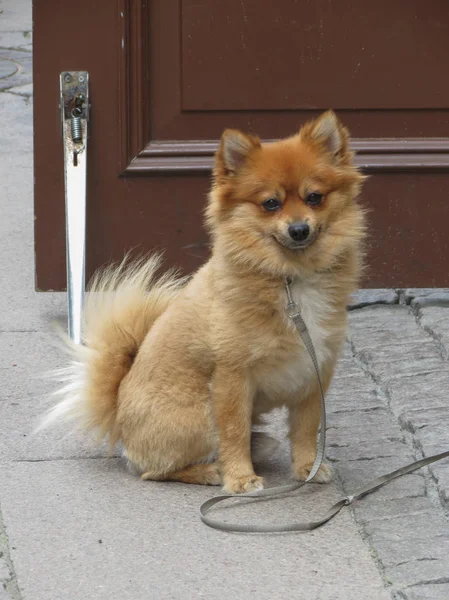 Pomeranian Spitz Σκύλος Ένα Λουρί Συνεδρίαση — Φωτογραφία Αρχείου