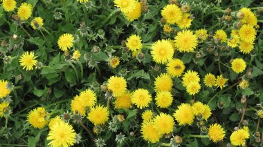 sarı çiçek çiçek bal arıları bir arka plan olarak yararlı ile