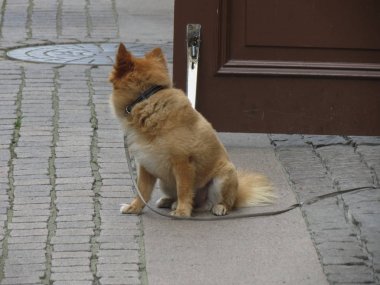 Pomeranian spitz köpek kira kontratı oturan