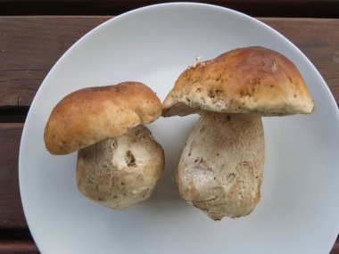 Boletus edulis namı diğer çörekler veya porcino veya sepsiyon mantarları.
