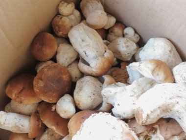 Boletus edulis namı diğer çörekler veya porcino veya sepsiyon mantarları.