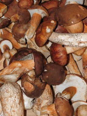 siyah porcini (boletus aereus) aka bronz bolete veya karanlık cep ve Neoboletus luridiformis veya Suillellus luridus (eski adıyla çörek luridus) aka korkunç bolete