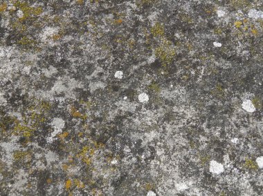 Kayanın üzerinde büyüyen güzel yeşil yosun