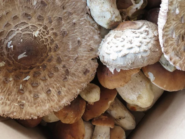 Porcino Macrolepiota Procera 蘑菇食品 — 图库照片