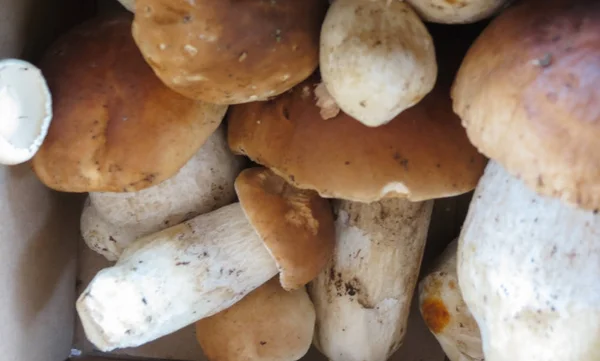 Boletus Edulis Más Néven Penny Zsemle Vagy Porcino Vagy Cep — Stock Fotó