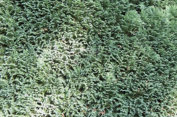 Cypřiš Cupressus Sempervirens Strom Plot Užitečné Jako Pozadí — Stock fotografie