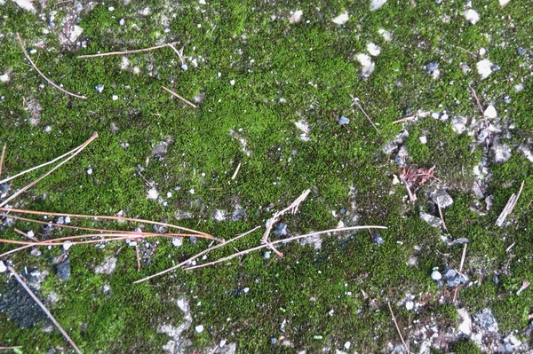 Moss Plantae Bryophyta Növény Hasznos Mint Háttér — Stock Fotó