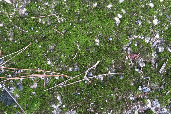 Musgo Plantae Bryophyta Planta Útil Como Fundo — Fotografia de Stock