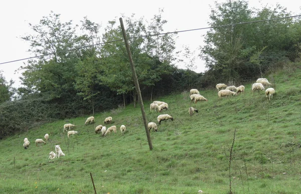 Ovelhas Rebanho Pastoreio Grama Com Dois Cães Pastores — Fotografia de Stock