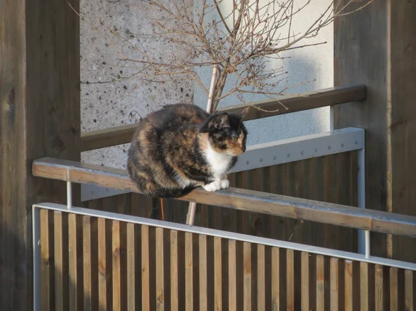 Házimacska Házias Otthonka Aka Felis Catus Vagy Felis Silvestris Emlős — Stock Fotó