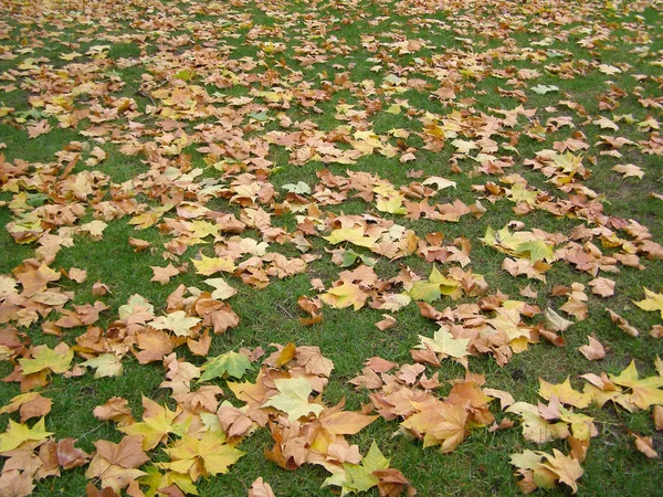 Hojas Otoño Amarillas Marrones Caídas Útiles Como Fondo — Foto de Stock