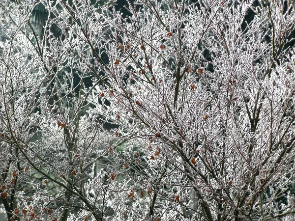 ツリーと寒い冬の自然の壁紙背景 — ストック写真