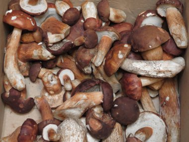 siyah porcini (boletus aereus) aka bronz bolete veya karanlık cep ve Suillellus luridus (eski adıyla çörek luridus) aka korkunç bolete mantar yemek