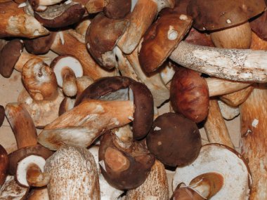 siyah porcini (boletus aereus) aka bronz bolete veya karanlık cep ve Neoboletus luridiformis veya Suillellus luridus (eski adıyla çörek luridus) aka korkunç bolete