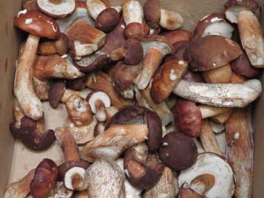 siyah porcini (boletus aereus) aka bronz bolete veya karanlık cep ve Neoboletus luridiformis veya Suillellus luridus (eski adıyla çörek luridus) aka korkunç bolete mantar yemek