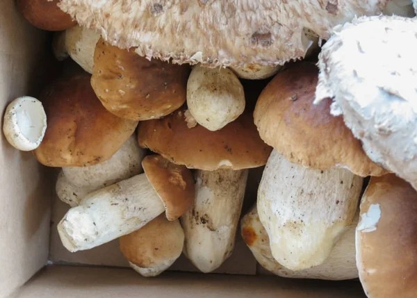 Porcino Macrolepiota Procera 蘑菇食品 — 图库照片