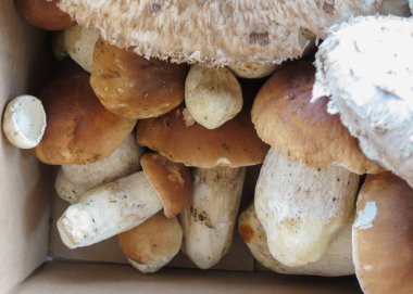 Boletus Mantarı aka kuruş bun veya porcino veya cep ve macrolepiota procera yemek mantar