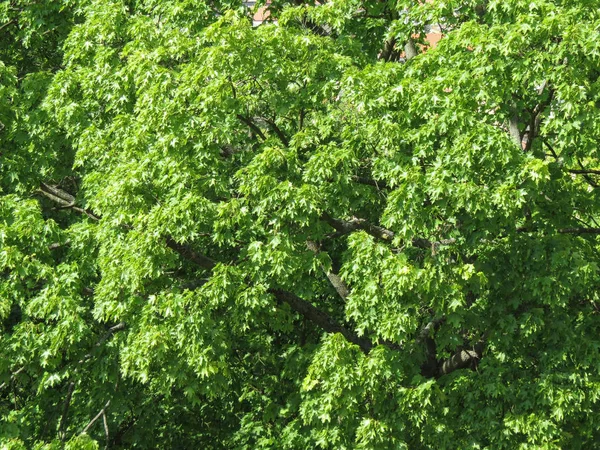 Vliegtuig Platanus Aka Sycamore Tree Nuttig Als Achtergrond — Stockfoto
