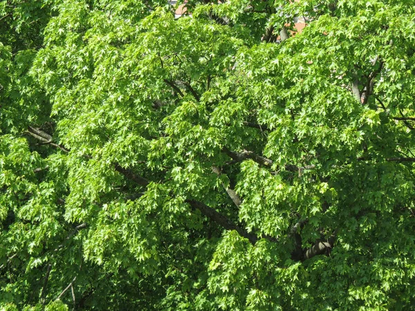 Platane Platanus Aka Bergahorn Nützlich Als Hintergrund — Stockfoto