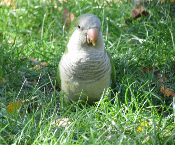 Zielona Papuga Psittacines Ptak Zwierzęta Trawie Madrycie — Zdjęcie stockowe