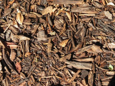 hafif kahverengi malç doku arka plan olarak yararlı