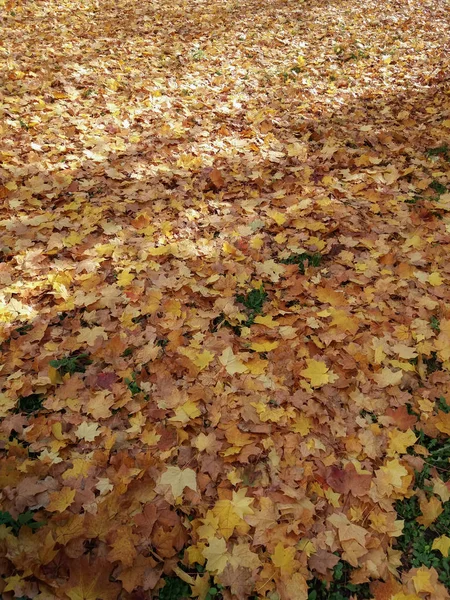 Autumn Leaves Sycamore Tree Platanus Occidentalis Fallen Ground Useful Background — Stock Photo, Image