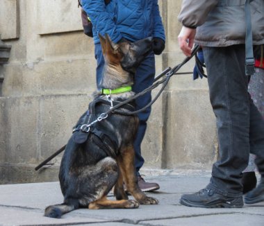 Köpek memeli hayvan