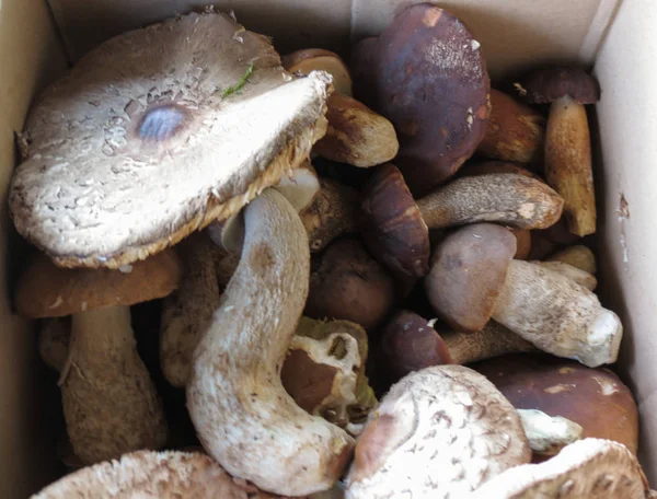 单面黑名或黑色 Porcino 或深色 Macrolepiota Procera 蘑菇食品 — 图库照片