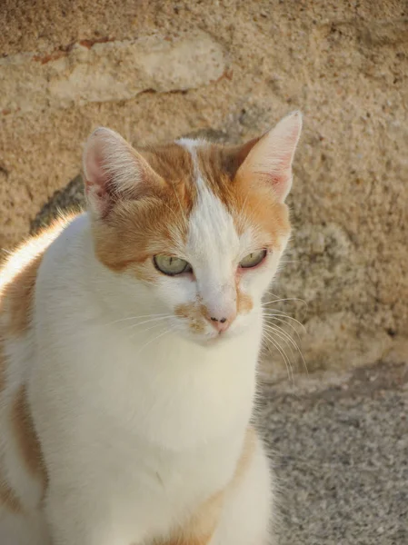 红花猫家养猫温顺又名猫 Catus Silvestris 哺乳动物动物 — 图库照片