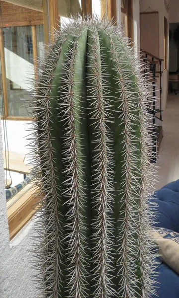 Plante de cactus aux épines — Photo