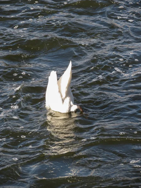 Schwan Aka Cygnus Vogel Tier Taucht Einen Fluss — Stockfoto