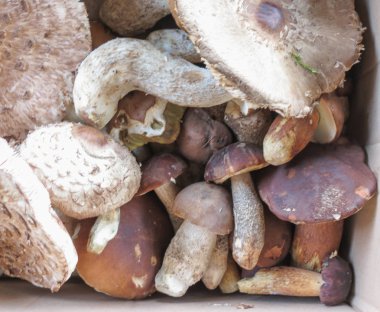 Boletus aereus aka veya siyah porcino veya karanlık cep ve macrolepiota procera mantar yemek