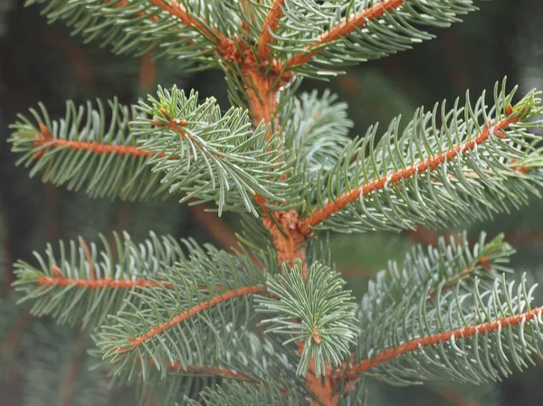 Pino (Pinus Pinaceae) árbol —  Fotos de Stock