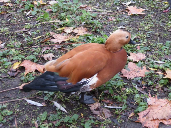 Rostiges Ententier der Klasse Aves (Vögel)) — Stockfoto