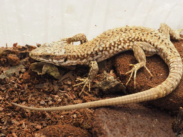 Jaszczurka zwierząt klasy Reptilia (gady) — Zdjęcie stockowe