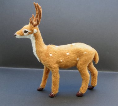 Sınıf memeli geyik yumurtası.)