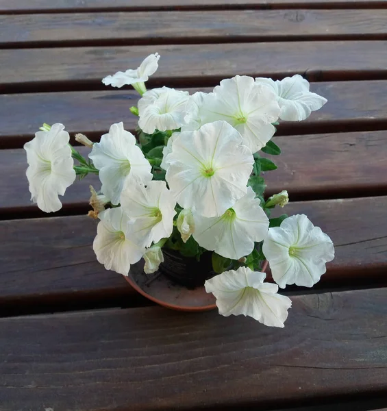 Biały Kwiat Rośliny Primrose Aka Primula Vulgaris — Zdjęcie stockowe